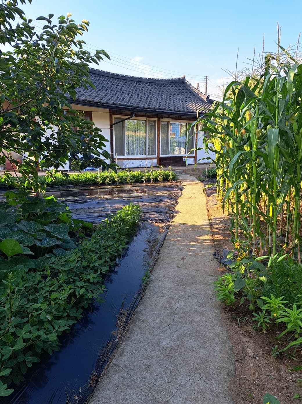 전북 고창 시골집 매매 - 방장산 남향 명당 텃밭 100평
